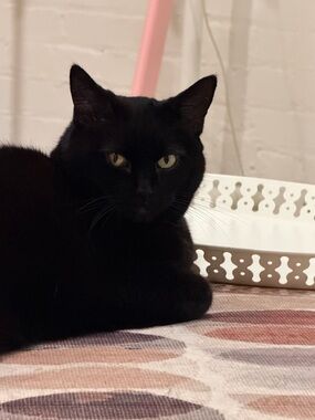 🐈‍⬛💕 $7 & $10 items follow. (I’m not really for sale, I’m price less!)